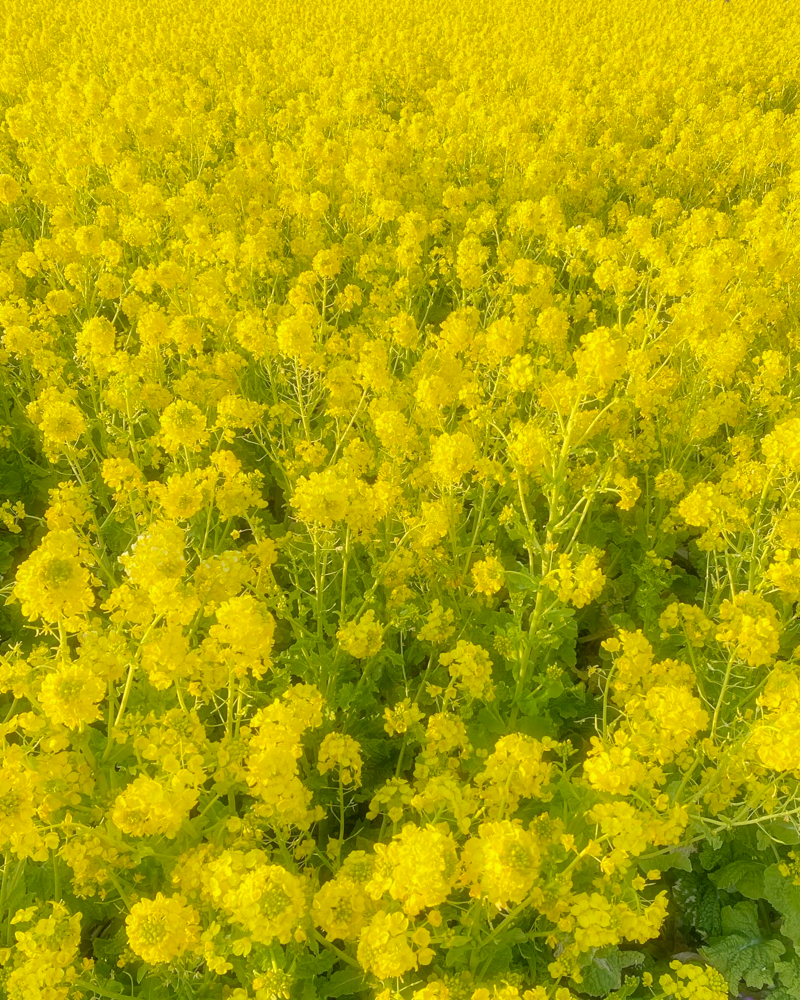 ハートの菜の花畑、菜の花、１月春の花、三重県津市の観光・撮影スポットの名所